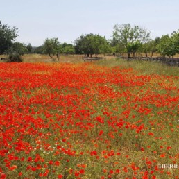 Campo de flores en la isla de Ibiza | Hierbas de Ibiza Perfumes